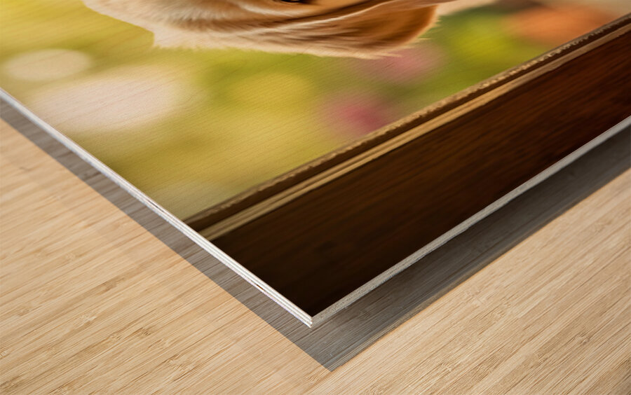 Curious Puppy Discovers Cat Flap Door Wood print