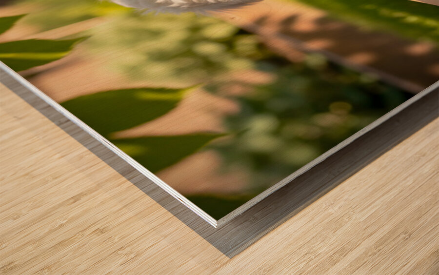 Bichon Frise Puppy Discovers Mysterious Garden Box Wood print