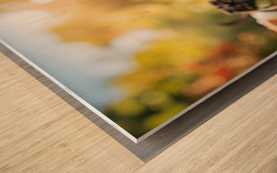 Corgi Puppy Spots Tennis Ball In Garden Wood print