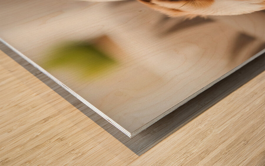 Sleepy Shih Tzu Puppy After Perfect Belly Rubs Wood print