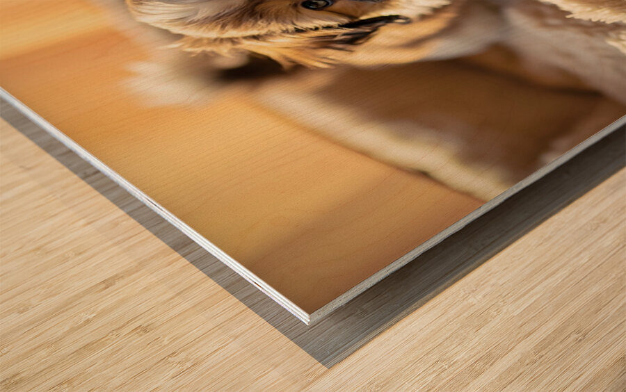 Peaceful Shih Tzu Puppy Sleeping Soundly Wood print