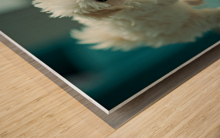 Bichon Frise Puppy Discovers His Reflection Wood print