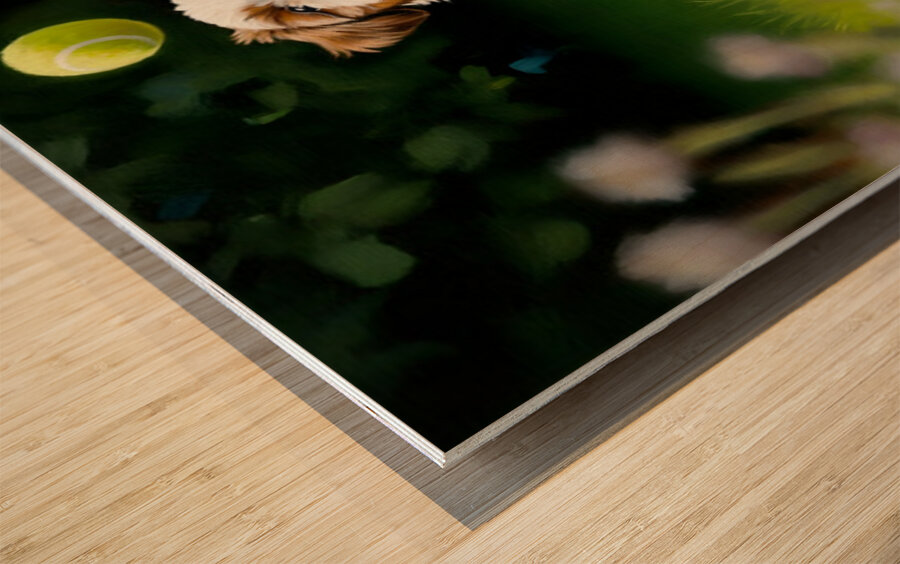 Victorious Shih Tzu Puppy With Tennis Ball Prize Wood print