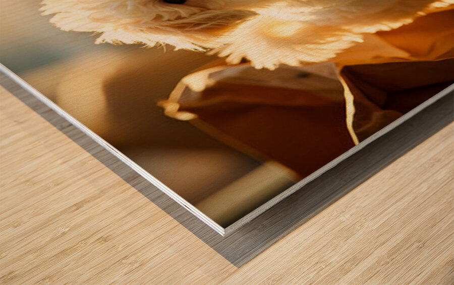 Playful Bichon Frise Puppy With Paper Bag Toy Wood print