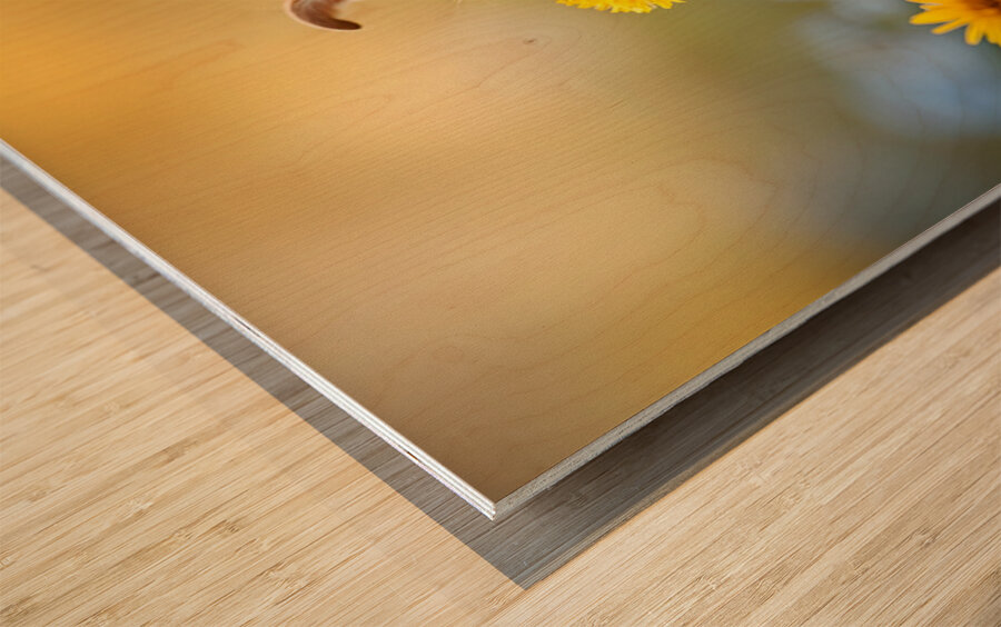 Happy Chihuahua Puppy After Sniffing Dandelion Wood print