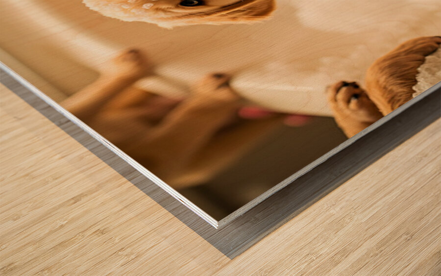 Peaceful Labrador Puppy Enjoying Calm Bath Time Wood print