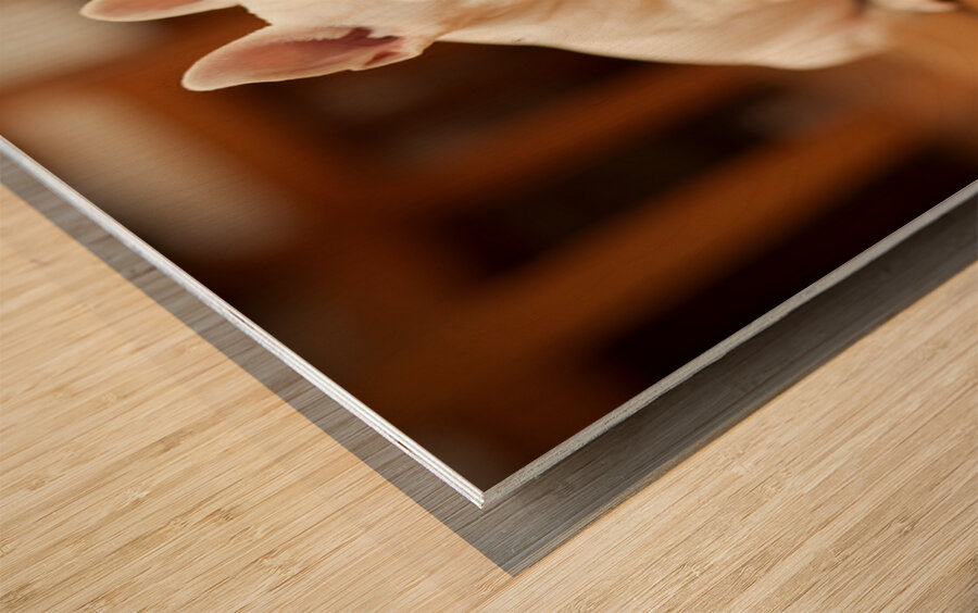 Satisfied French Bulldog Puppy Rests After Birthday Celebration Wood print