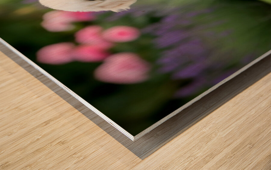 Proud Poodle Puppy Masters Stay Command Wood print