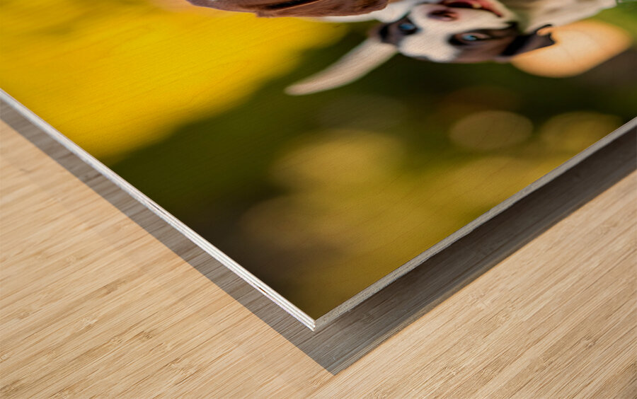 German Shorthaired Pointer Puppy Discovers Big Chew Toy Wood print