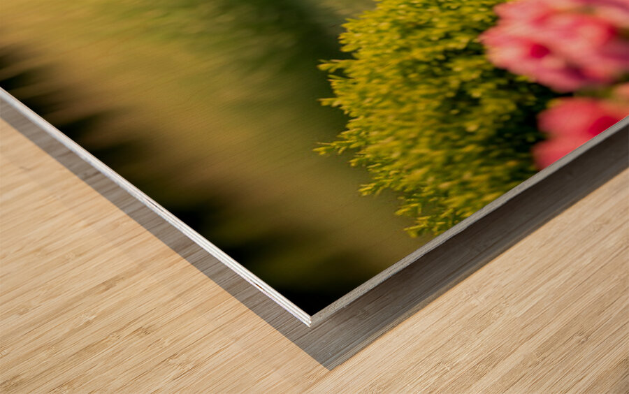 French Bulldog Puppy Discovers A Big Red Hat Wood print