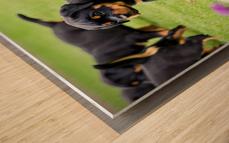Rottweiler Puppy Starts The Chase In Sunny Yard Wood print