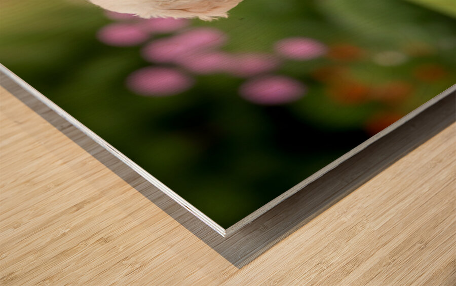 Poodle Puppy Ready To Learn Stay Command Wood print