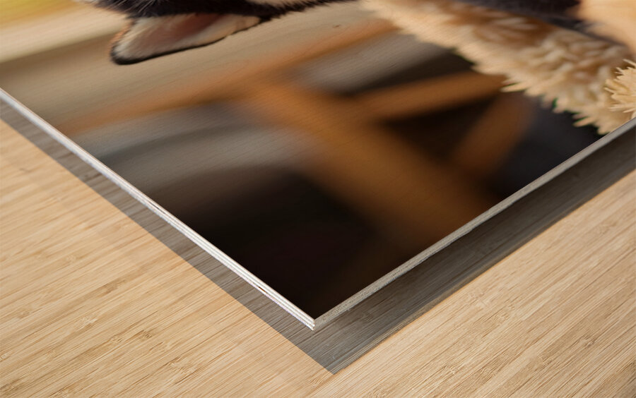 Sleepy Siberian Husky Puppy Dreams In Cozy Bed Wood print