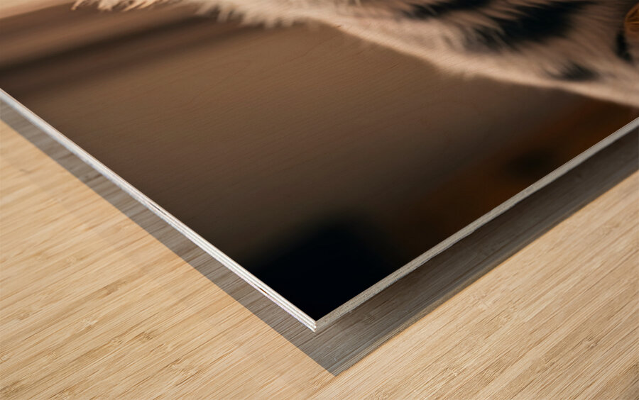 Australian Shepherd Puppys Perfect Nap Spot Wood print