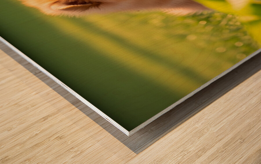 Happy Pomeranian Puppy After Learning Handshake Wood print