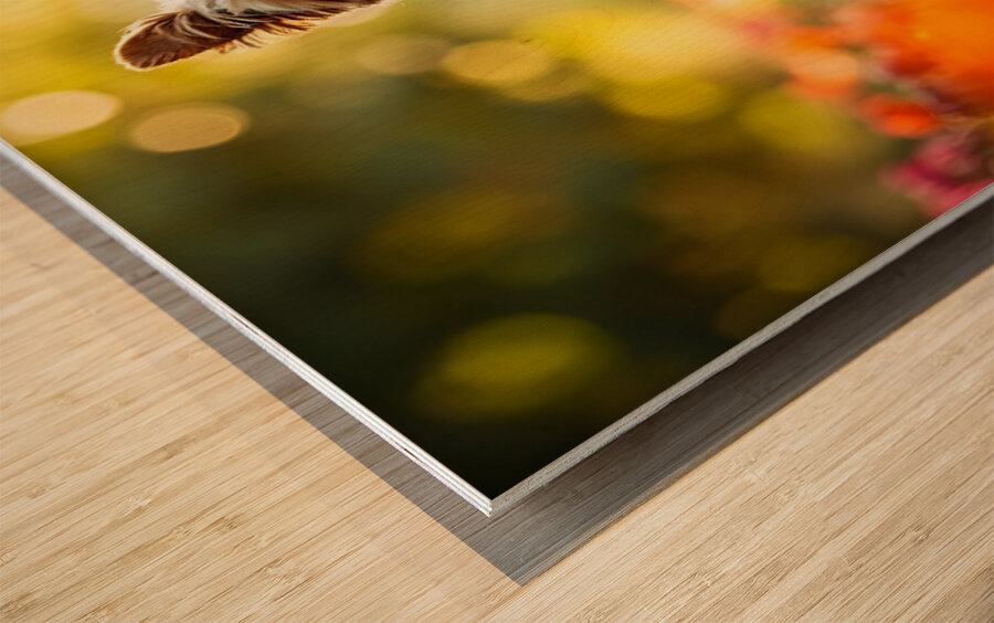 Yorkshire Terrier Puppy Naps After Stick Adventure Wood print