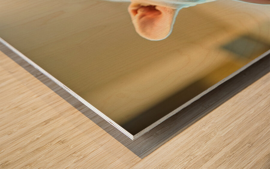 French Bulldog Puppy Discovers The Perfect Sploot Position Wood print