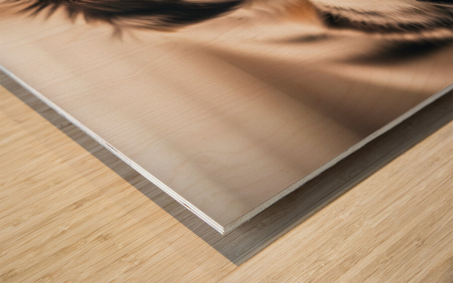 Alert Australian Shepherd Puppy Ready To Play Wood print