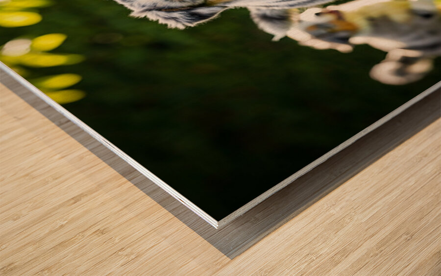 Australian Shepherd Puppy Catches Tennis Ball Wood print