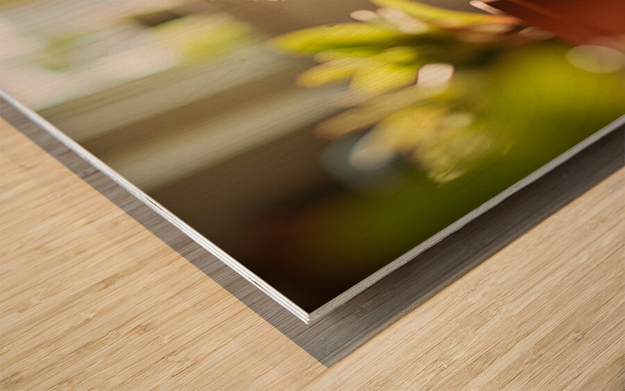 Sleepy Cane Corso Puppy Dreams Of Christmas Adventures Wood print