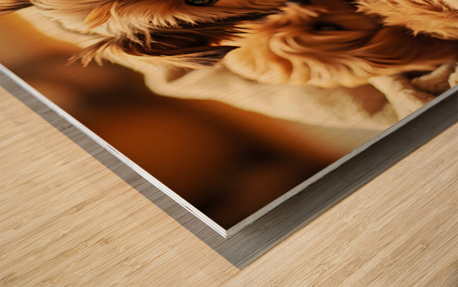 Yorkshire Terrier Puppy In Cozy Laundry Basket With Friends Wood print