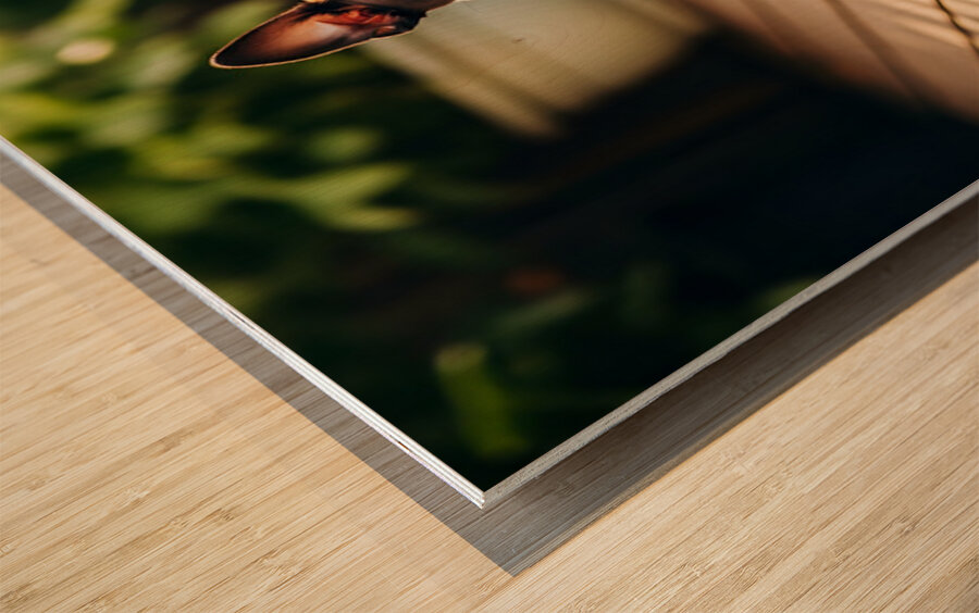 Boston Terrier Puppy Bouncing In Garden Wood print