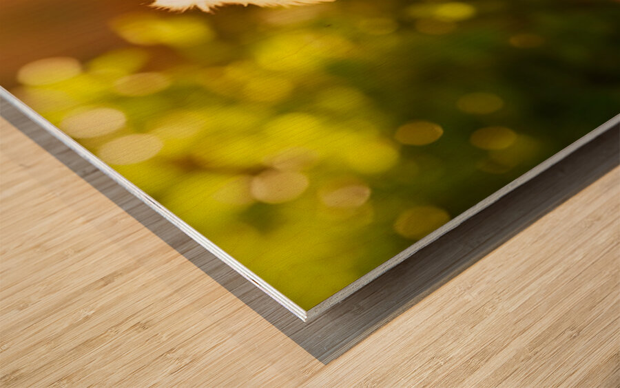 Golden Retriever Puppy Discovers Ice Cream Treat Wood print