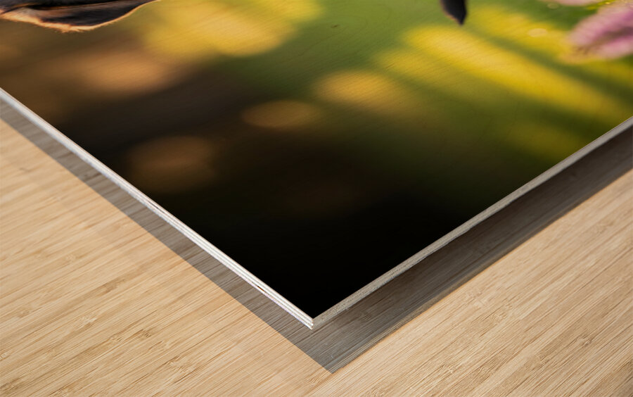 German Shepherd Puppy Returns Pinecone For Another Round Wood print