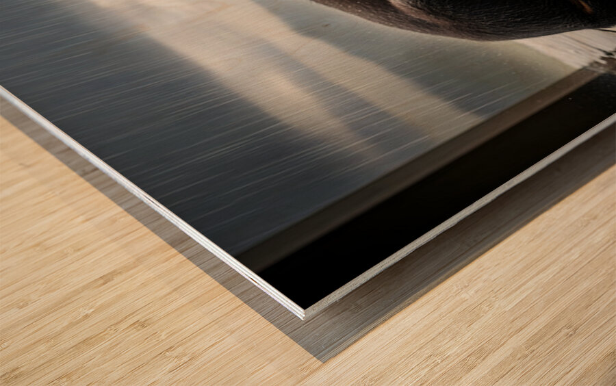 Rottweiler Puppy Seeks Shelter From Heavy Rain Wood print