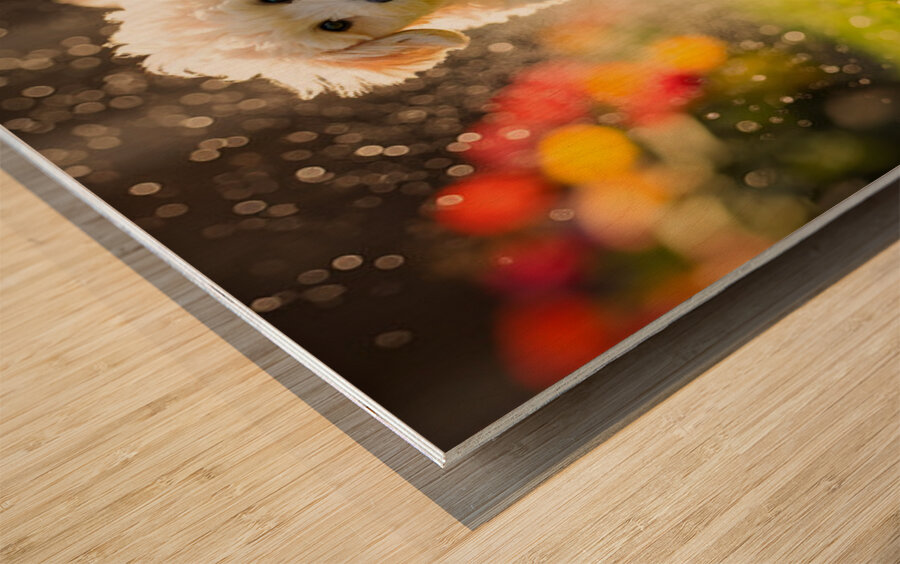 Poodle Puppy Discovers Garden Sprinkler Wood print