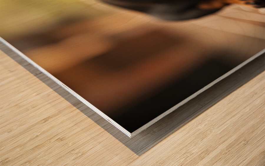 Happy Dachshund Puppy As Storm Clears With Rainbow Wood print