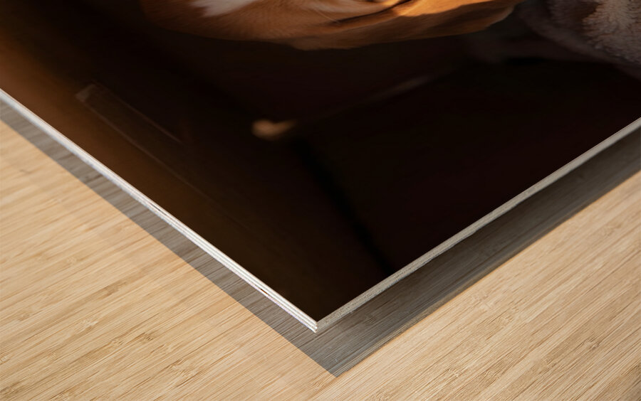 Beagle Puppy Listens From Hidden Box Fort Wood print