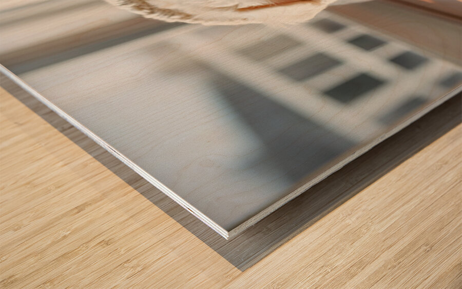 Bichon Frise Puppy Peeking From Sweater Sleeve Wood print