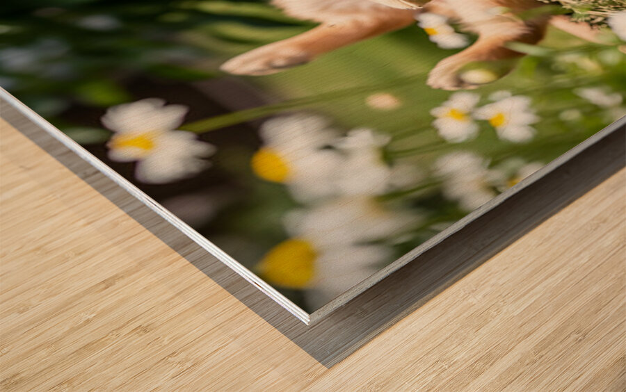 Herby Golden Puppy After Rolling Session Wood print