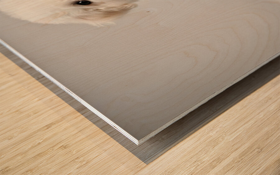 Focused Bichon Frise Puppy Poses Perfectly For Camera Wood print