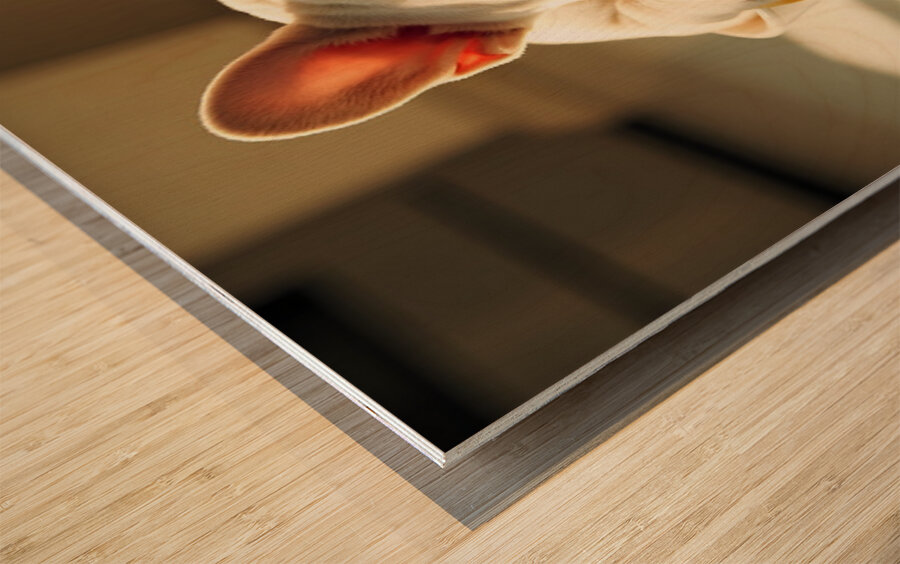 French Bulldog Puppy Discovers Spaghetti Bowl Wood print