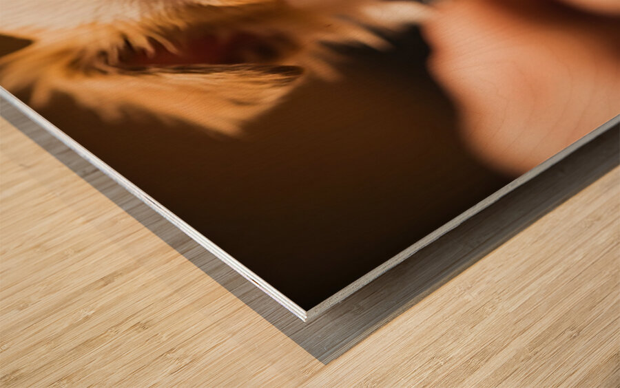 Chihuahua Puppy Waits For Nail Trimming Appointment Wood print