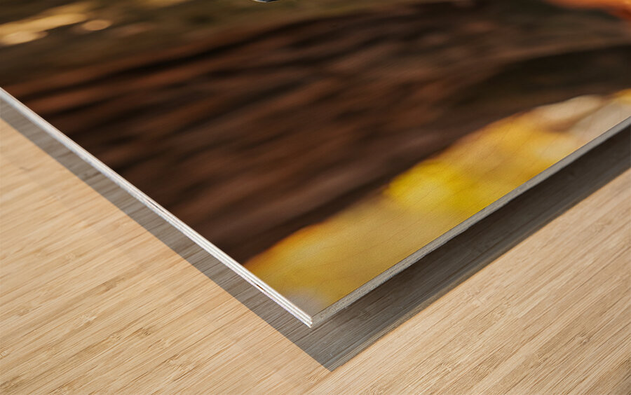 Playful Cane Corso Puppy Circles Around Tree Base Wood print