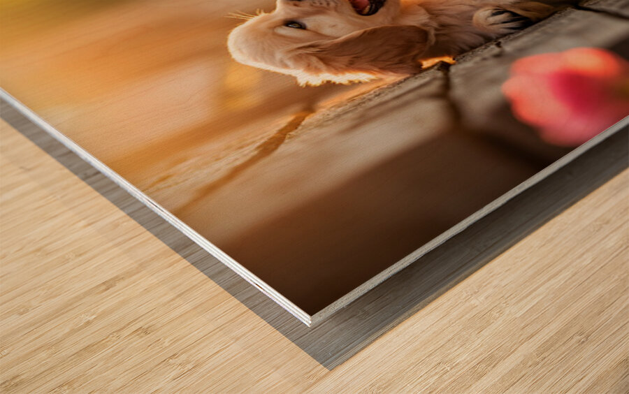 Golden Puppy Happy With New Fence Friend Wood print