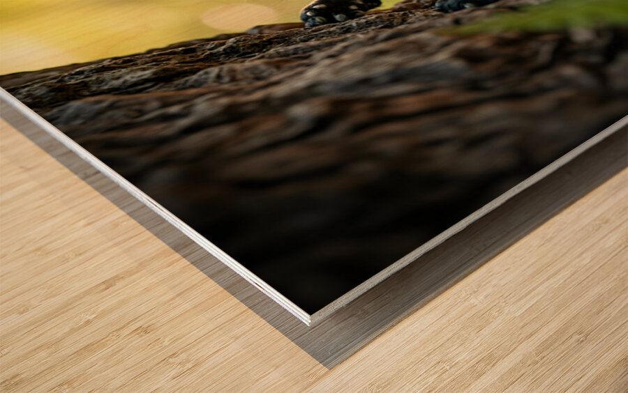 Cane Corso Puppy Spots Squirrel At Tree Base Wood print