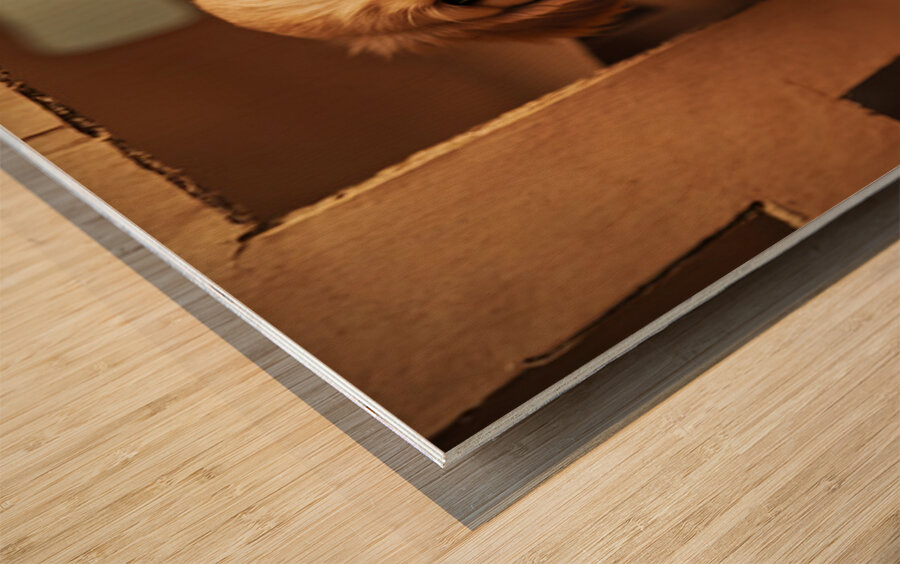 Golden Retriever Puppy Discovers Perfect Hiding Spot Wood print