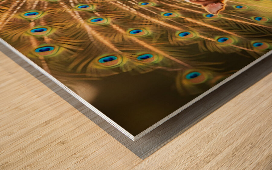 Chihuahua Puppy Tries To Copy Peacocks Elegance Wood print