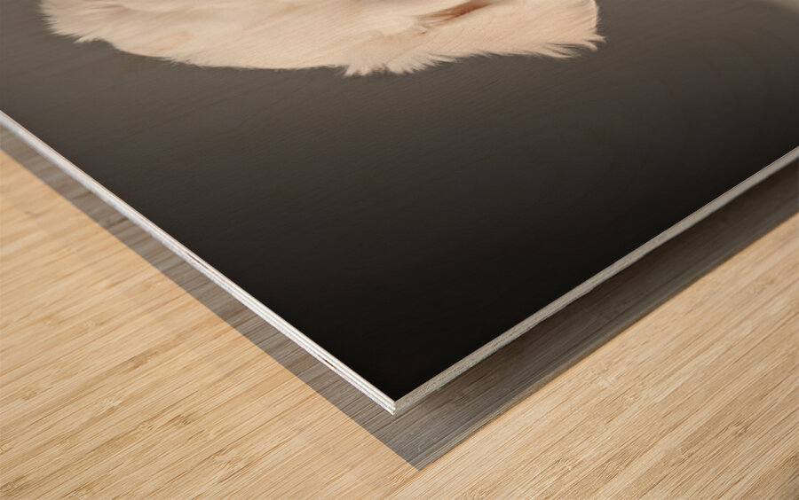 Bichon Frise Puppy Ready For Photo Session Wood print