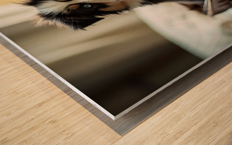 Content Puppy Settles Down For Suitcase Journey Wood print