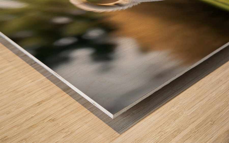 Siberian Husky Puppy Discovers Pinecone In Sunny Garden Wood print