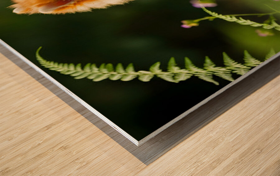 Pomeranian Puppy Discovers The Perfect Climbing Challenge Wood print