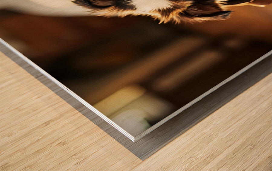 Australian Shepherd Puppy Discovers Perfect Hiding Spot Wood print