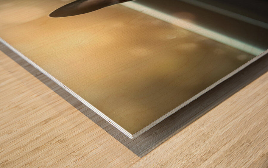 Boston Terrier Puppy Sees Sunshine After The Rain Wood print