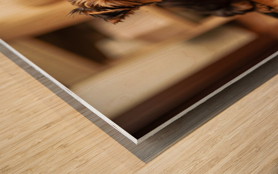 Yorkshire Terrier Puppy Caught Climbing Forbidden Sofa Wood print