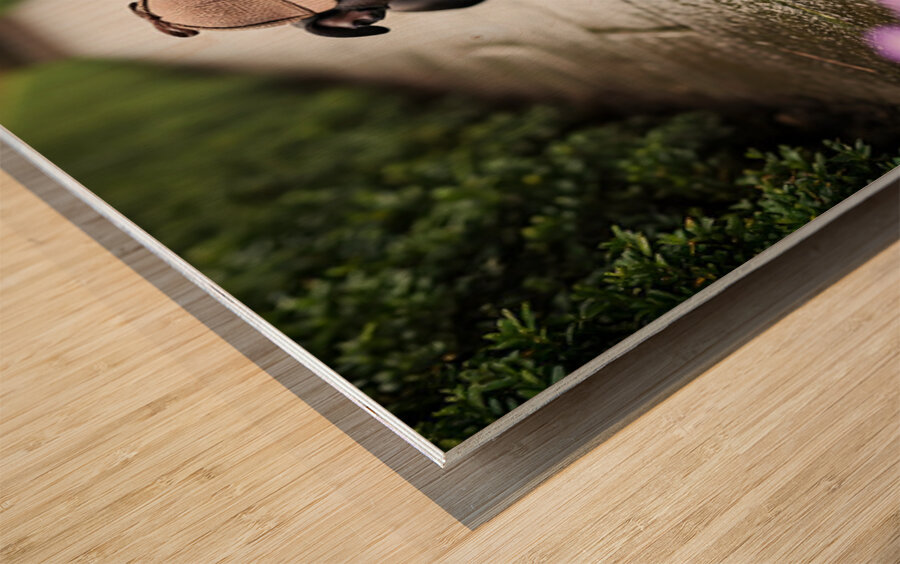 Boston Terrier Detective Puppy Begins Mystery Investigation Wood print